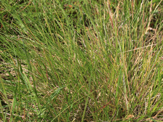 Festuca_filiformis_OB_090616_CB05.jpg