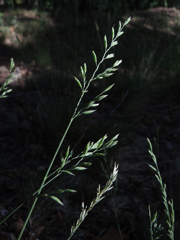 Festuca_filiformis_Rauendahler_Wald_BO-Weitmar_260520_ja03.jpg