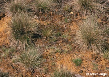 Festuca_filiformis_ja01.jpg