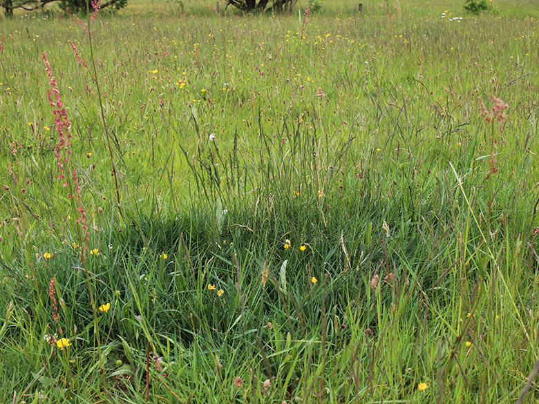 Festuca_nigrescens_MH_200520_CB01.jpg