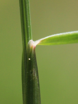 Festuca_nigrescens_Muelheim_20160512_CB01.jpg