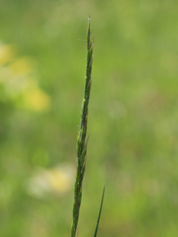 Festuca_nigrescens_Muelheim_20160512_CB02.jpg