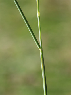 Festuca_nigrescens_Muelheim_20160512_CB03.jpg