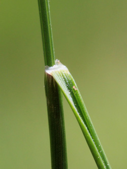 Festuca_nigrescens_Muelheim_20160512_CB04.jpg