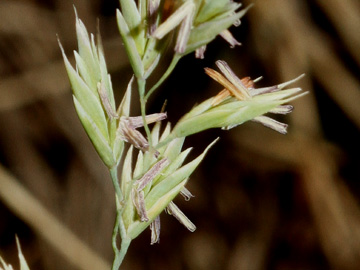 Festuca_pallens_3644_260511_HGeier13.jpg