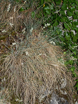 Festuca_pallens_3644_260511_HGeier15.jpg