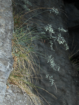 Festuca_pallens_3644_310514_HGeier02.jpg