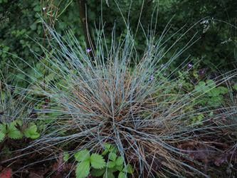 Festuca_pallens_Attendorn_250616_ja03.jpg