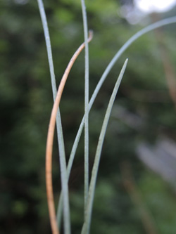 Festuca_pallens_Attendorn_250616_ja09.jpg