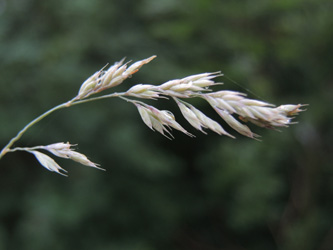 Festuca_pallens_Attendorn_250616_ja15.jpg