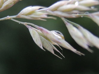Festuca_pallens_Attendorn_250616_ja17.jpg
