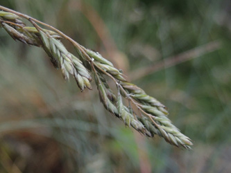 Festuca_pallens_Attendorn_250616_ja21.jpg