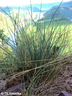 Festuca_pallens_Calmont_Mosel2009_140809_TK01.jpg