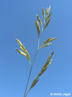 Festuca_rubra_BOJhh110606_ja01.jpg