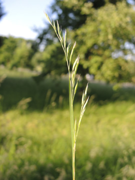 Festuca_rubra_BOQuerenburg_BUNDObstwiese_010617_ja01.jpg