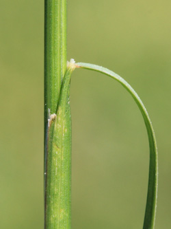 Festuca_rubra_Essen_20160509_CB01.jpg