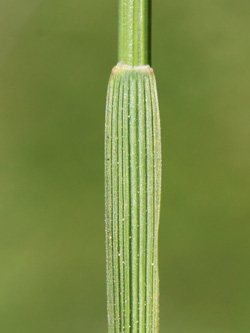 Festuca_rubra_Essen_20160509_CB02.jpg