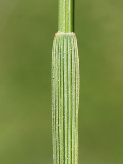 Festuca_rubra_Essen_20160509_CB02.jpg