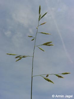 Festuca_rubra_Geseke150606_ja01.jpg