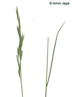 Festuca_rubra_ja01.jpg