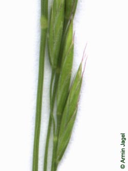 Festuca_rubra_ja02.jpg