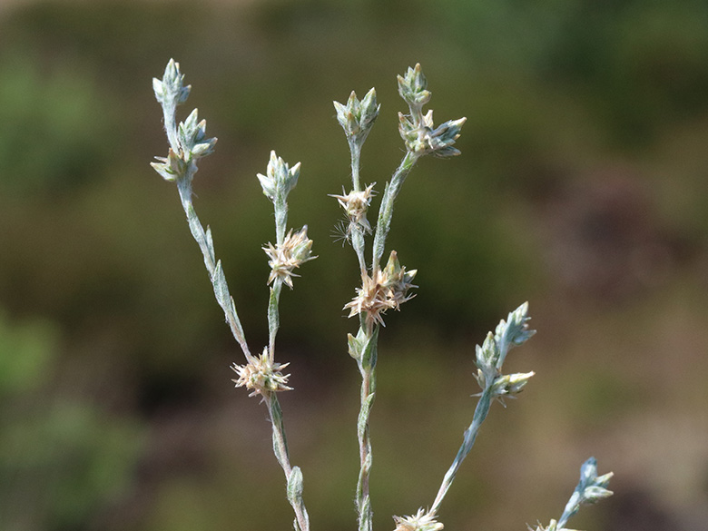 Filago_minima_Borkenberge_300619_ja06.jpg