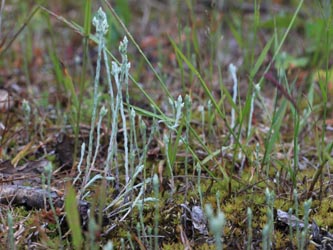 Filago_minima_HildenerHeide_200615_CB02.jpg