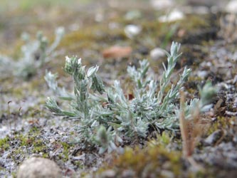 Filago_minima_HildenerHeide_200615_ja04.jpg