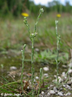 Filago_minima_WahnerHeide010712_ja02.jpg