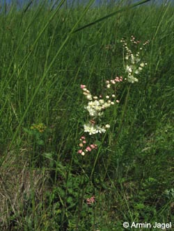 Filipendula_vulgaris_BottendorferHuegel_Kyffhaeuser030610_ja01.jpg