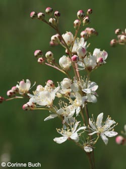 Filipendula_vulgaris_BottendorferHuegel_Kyffhaeuser040610_CB01.jpg