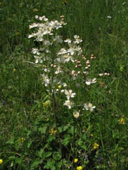 Filipendula_vulgaris_SWD2009_ja03.jpg