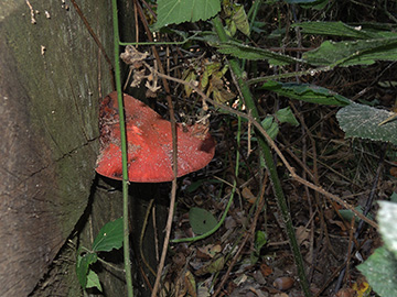 Fistulina_hepatica_BO_BergerTal_141018_ja01.jpg