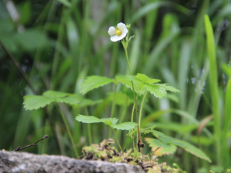 Fragaria_vesca_Schlupkothen_020716_CB01.jpg