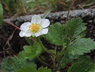 Fragaria_vesca_Wattenscheid160515_ja18.jpg