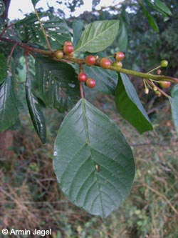 Frangula_alnus_LueneburgerHeide_ElbeEx2008_ja01.jpg