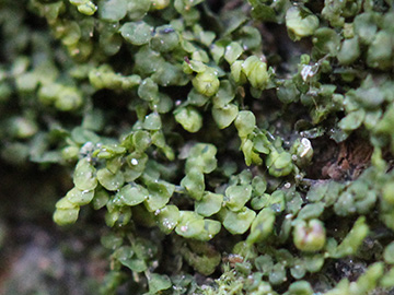 Frullania_dilatata_Aachen_Waldfriedhof_250218_CB05.jpg