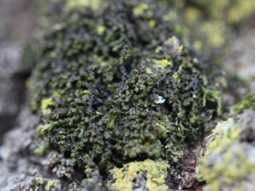 Frullania_dilatata_RUBMoose210117_CB02.jpg