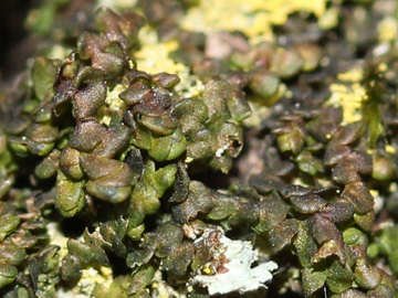 Frullania_dilatata_RUBMoose210117_CB04.jpg
