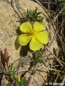 Fumana_procumbens_SWD2009_TK93.jpg