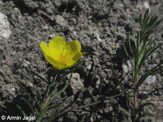 Fumana_procumbens_SWHaenge_Kyffhaeuser040610_ja01.jpg