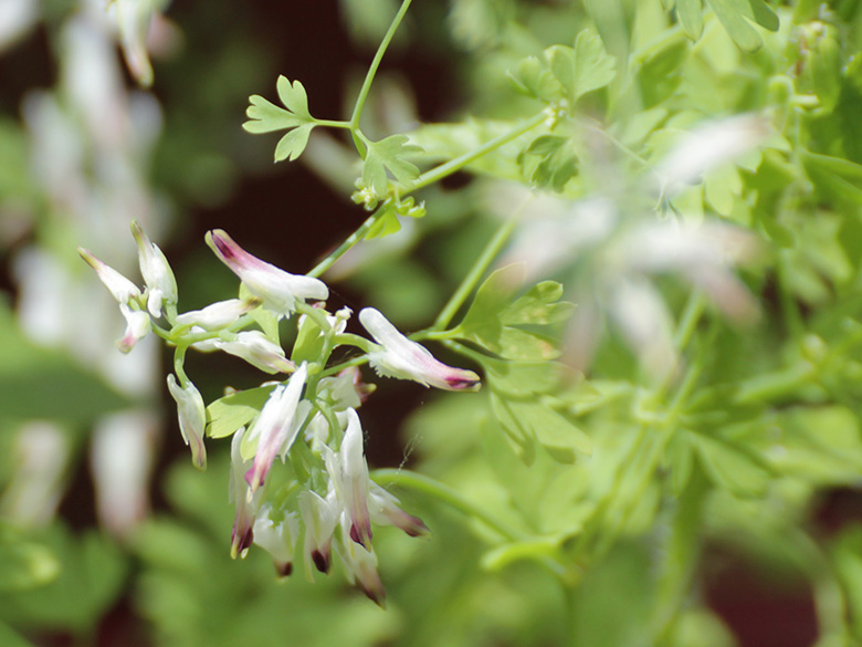 Fumaria_capreolata_Koeln_Muelheim_060619_BRoettering01.jpg