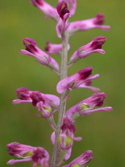 Fumaria_officinalis_BGD_ja01.jpg