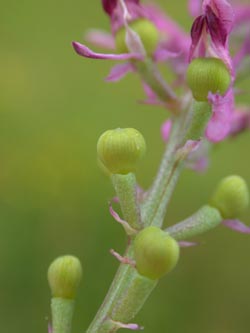 Fumaria_officinalis_BGD_ja02.jpg