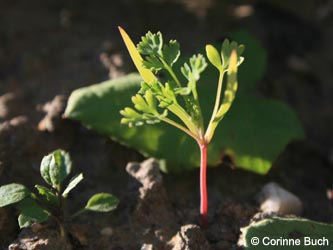 Fumaria_officinalis_BOBergmannsheil081010_CB01.jpg