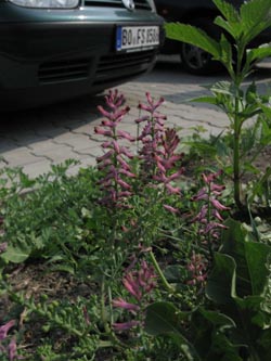 Fumaria_officinalis_BOUemmingersee210511_ja01.jpg