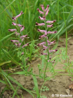 Fumaria_officinalis_Bislicherinsel120610_TK01.jpg