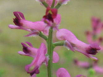 Fumaria_officinalis_DOHoerdePhoenixsee210712_TK01.jpg