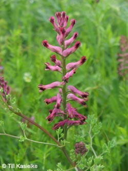 Fumaria_officinalis_Laacher_See_070612_TK80.jpg