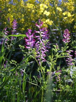 Fumaria_officinalis_MH_TK01.jpg